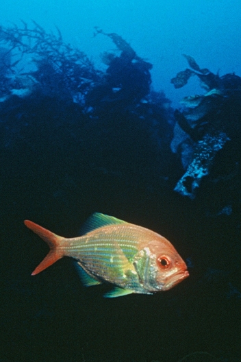 Tuhua snapper